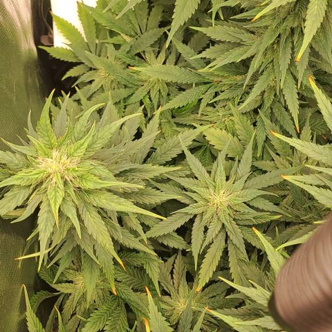 Jack Herer growlog timeline photo