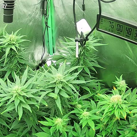 Jack Herer growlog timeline photo