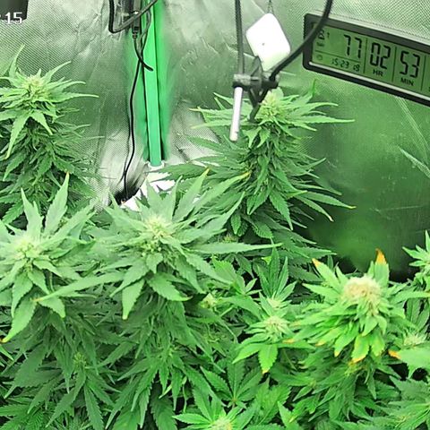 Jack Herer growlog timeline photo