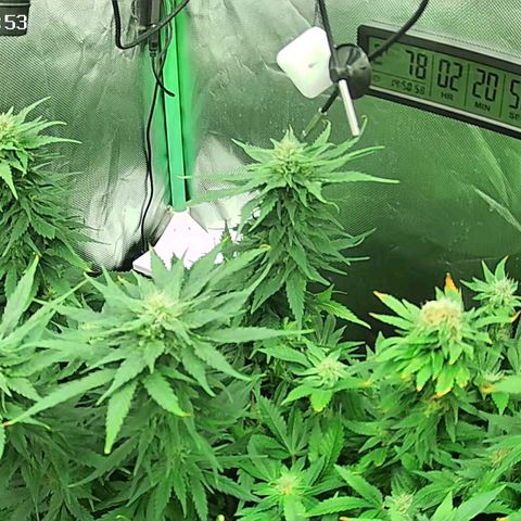 Jack Herer growlog timeline photo