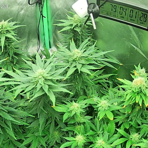 Jack Herer growlog timeline photo