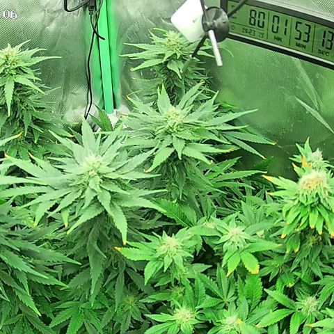 Jack Herer growlog timeline photo