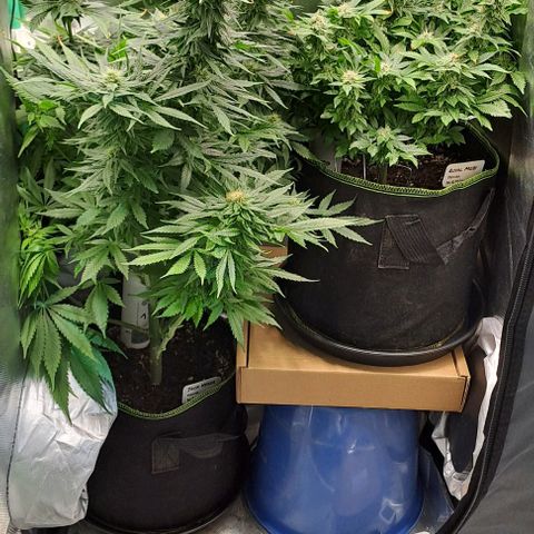 Jack Herer growlog timeline photo