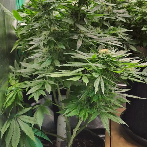 Jack Herer growlog timeline photo