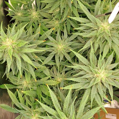 Jack Herer growlog timeline photo