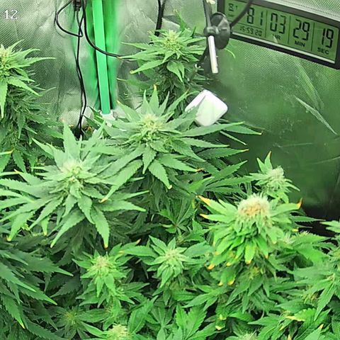 Jack Herer growlog timeline photo