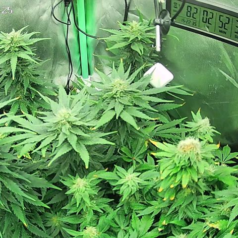 Jack Herer growlog timeline photo