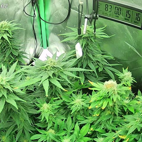 Jack Herer growlog timeline photo