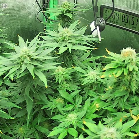 Jack Herer growlog timeline photo