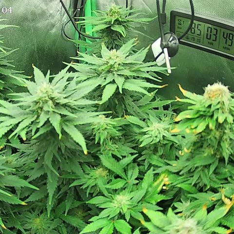 Jack Herer growlog timeline photo
