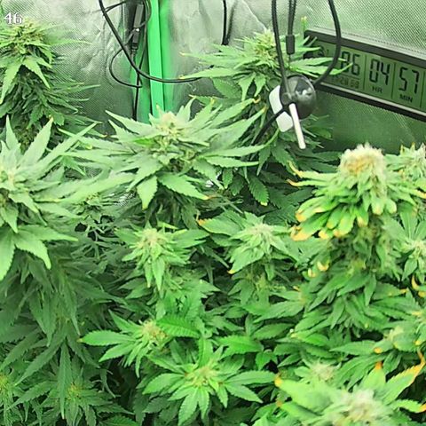 Jack Herer growlog timeline photo