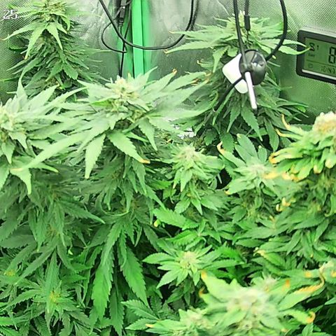 Jack Herer growlog timeline photo