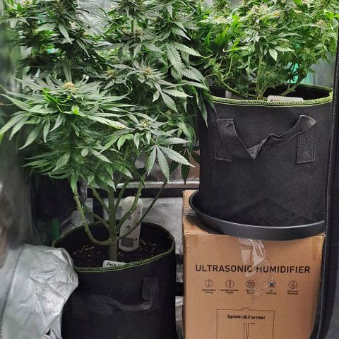 Jack Herer growlog timeline photo