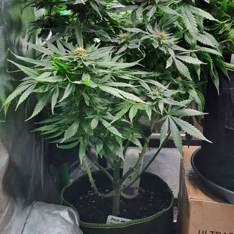 Jack Herer growlog timeline photo
