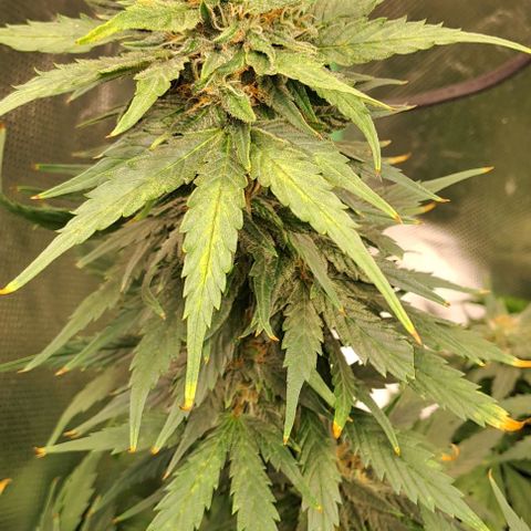 Jack Herer growlog timeline photo