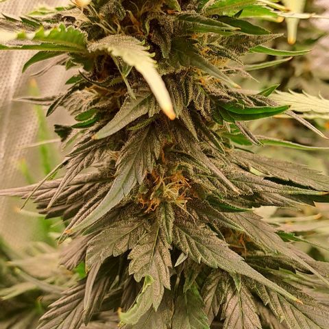 Jack Herer growlog timeline photo