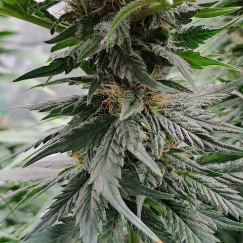 Jack Herer growlog timeline photo