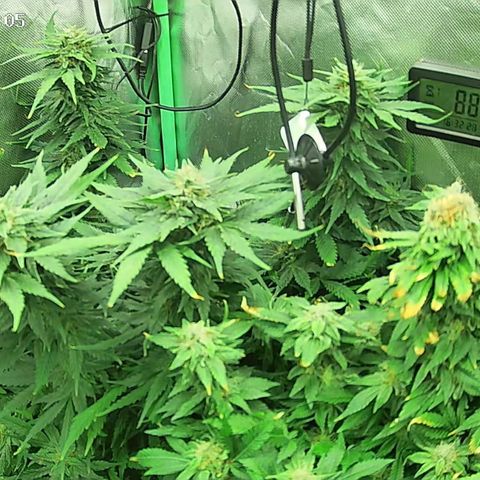 Jack Herer growlog timeline photo