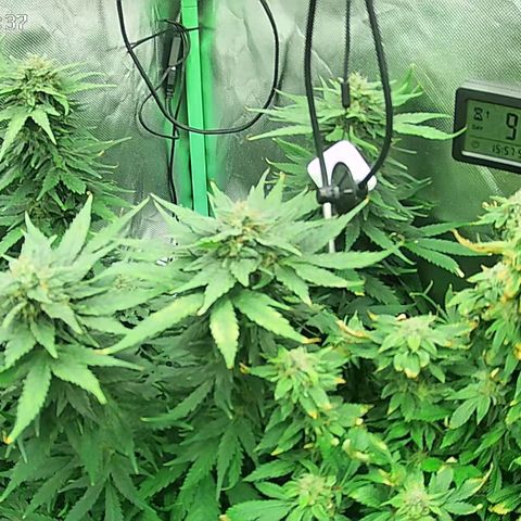 Jack Herer growlog timeline photo