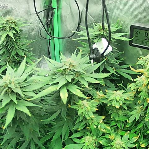 Jack Herer growlog timeline photo