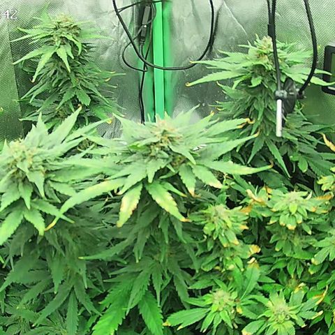 Jack Herer growlog timeline photo