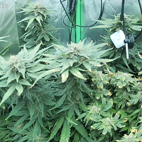 Jack Herer growlog timeline photo