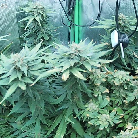 Jack Herer growlog timeline photo