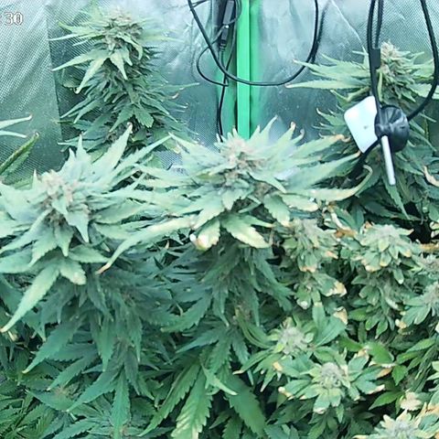 Jack Herer growlog timeline photo