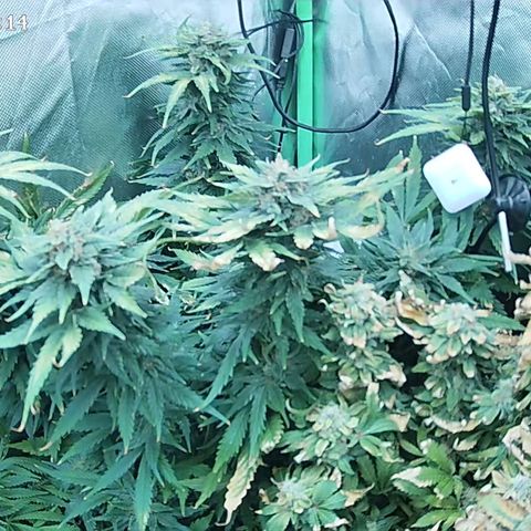 Jack Herer growlog timeline photo