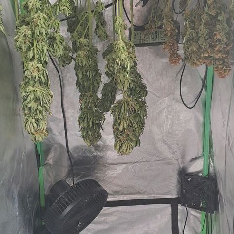 Jack Herer growlog timeline photo