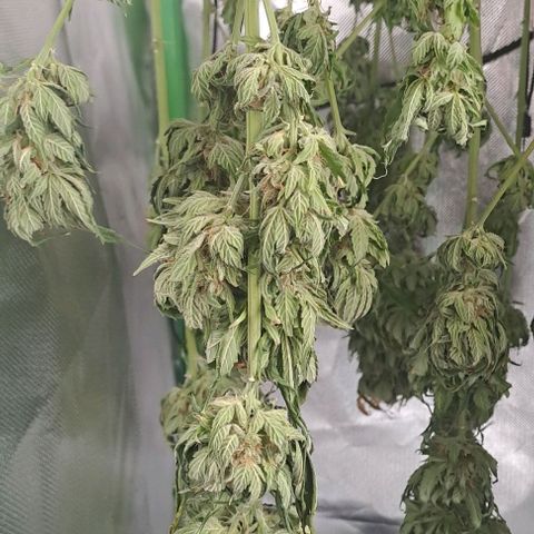 Jack Herer growlog timeline photo