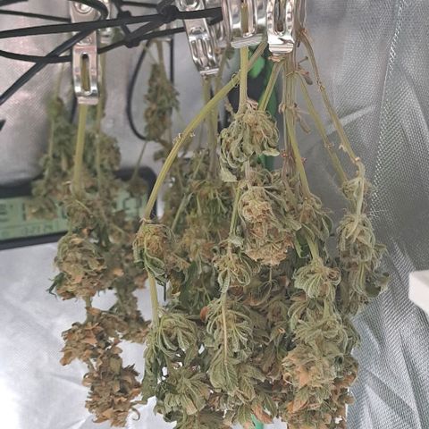 Jack Herer growlog timeline photo