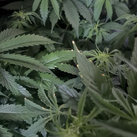 Magnum auto buddha seeds growlog photo: Please help to identify the problems