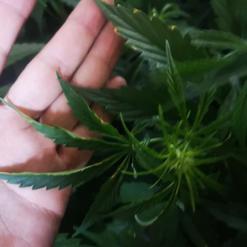 Magnum auto buddha seeds growlog photo: Please help to identify the problems