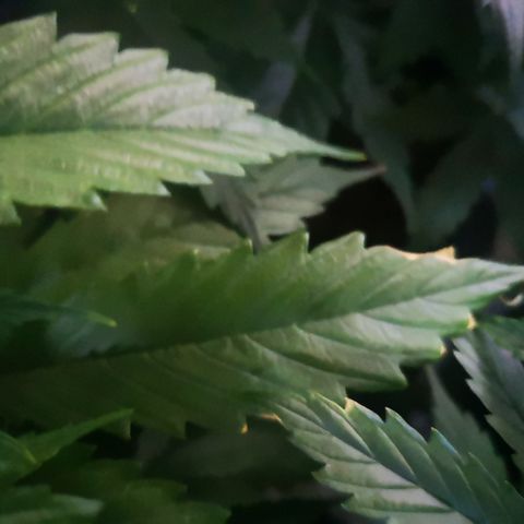 Magnum auto buddha seeds growlog photo: Please help to identify the problems