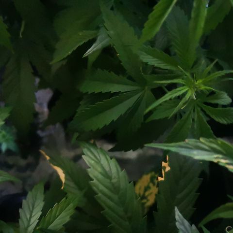 Magnum auto buddha seeds growlog photo: Please help to identify the problems