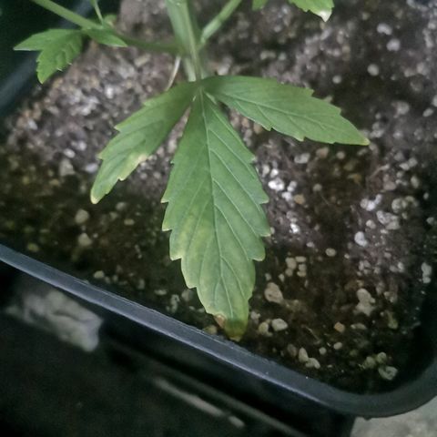 Magnum auto buddha seeds growlog photo: Please help to identify the problems