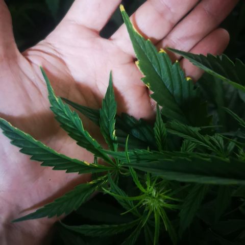 Magnum auto buddha seeds growlog photo: Please help to identify the problems
