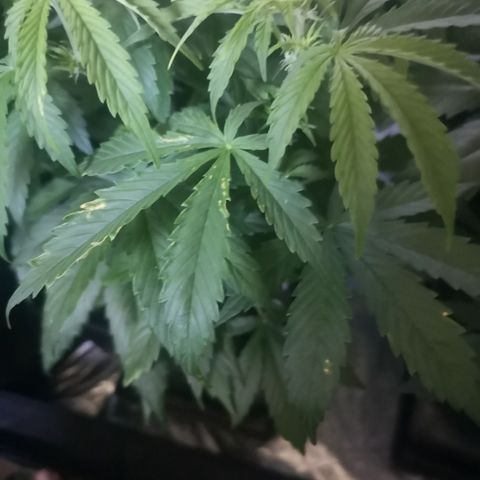 Magnum auto buddha seeds growlog photo: Help me identify the problems please
