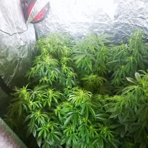 Magnum auto buddha seeds growlog photo: Help me identify the problems please