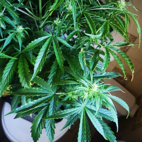 Magnum auto buddha seeds growlog photo: Help me identify the problems please