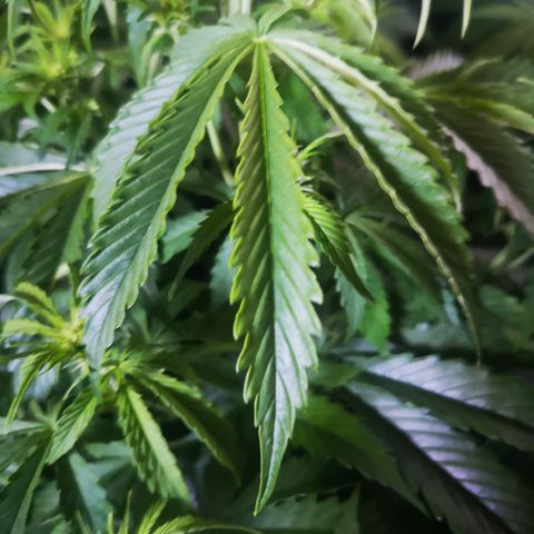 Magnum auto buddha seeds growlog photo: Help me identify the problems please