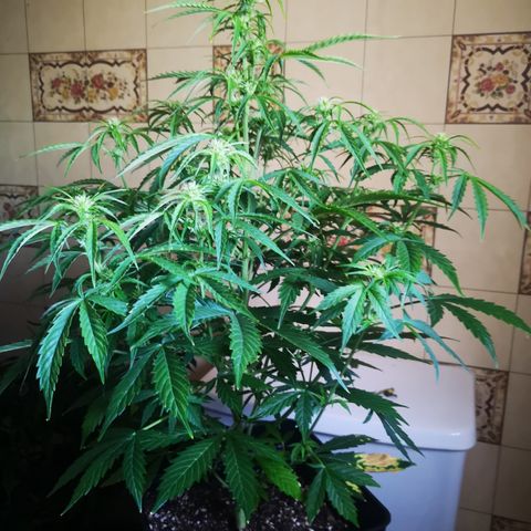 Magnum auto buddha seeds growlog photo: Help me identify the problems please