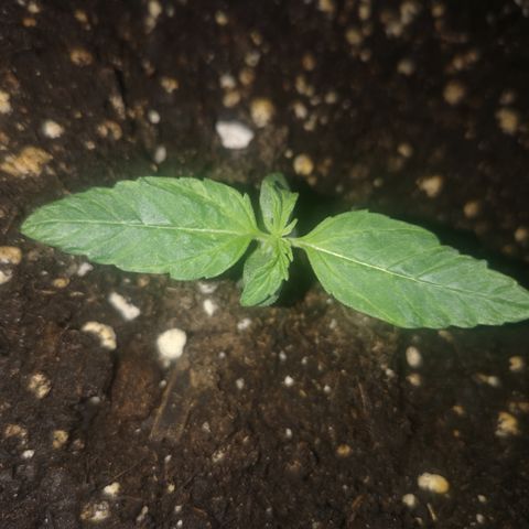 Magnum auto buddha seeds growlog photo
