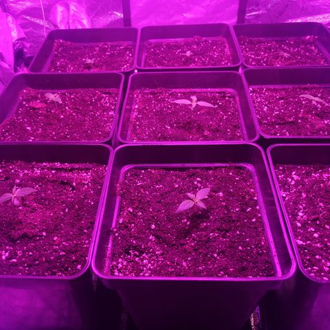 Magnum auto buddha seeds growlog photo