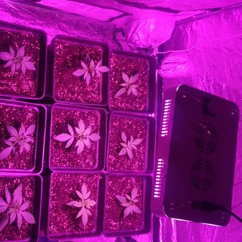 Magnum auto buddha seeds growlog photo