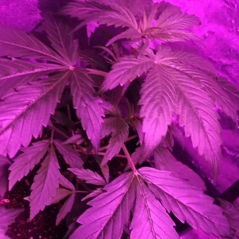 Magnum auto buddha seeds growlog photo