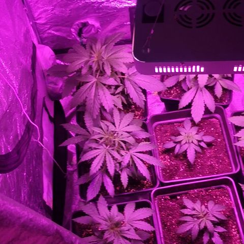 Magnum auto buddha seeds growlog timeline photo