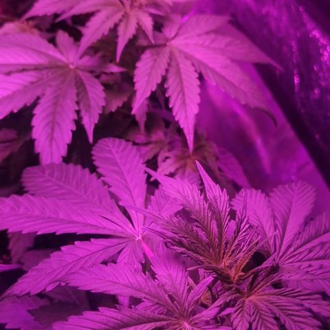 Magnum auto buddha seeds growlog timeline photo