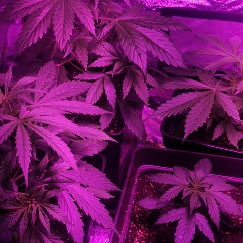 Magnum auto buddha seeds growlog timeline photo
